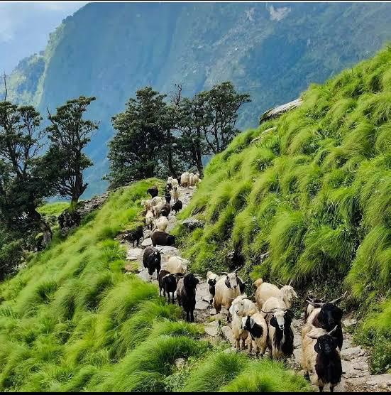 Exploring the Majestic Himalayas in Uttarakhand
